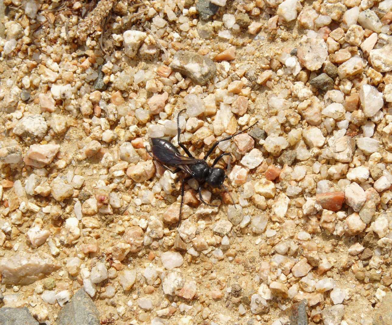 Podalonia hirsuta mervensis  ♀ (Sphecidae)